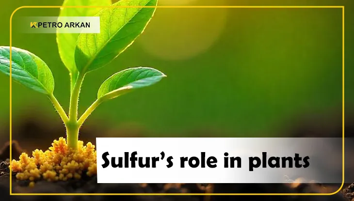 Sulfur’s role in plants