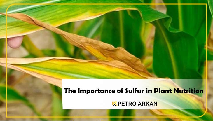 The Importance of Sulfur in Plant nutrition