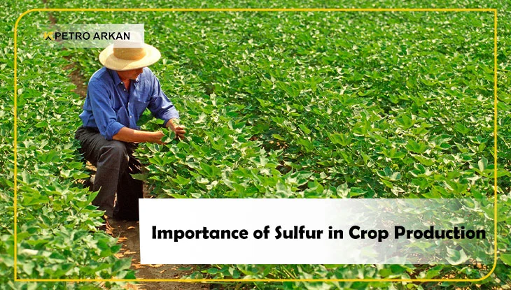 Importance of Sulfur in Crop Production