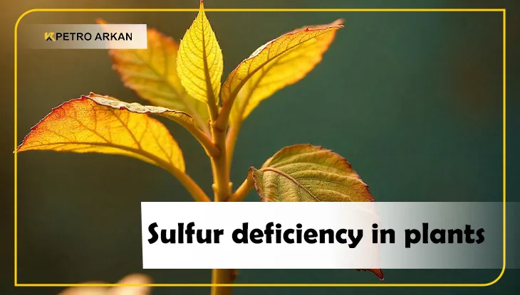 Sulfur deficiency in plants