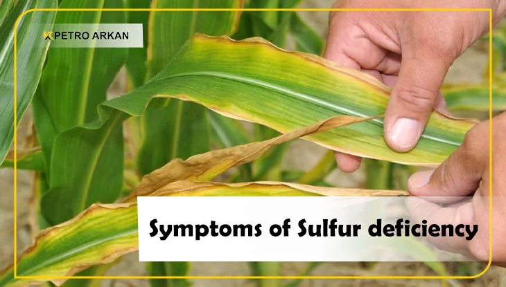 Symptoms of Sulfur deficiency