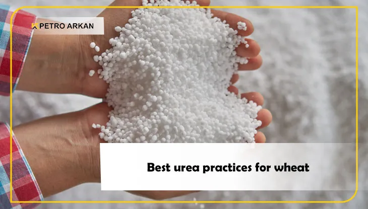 Best urea practices for wheat