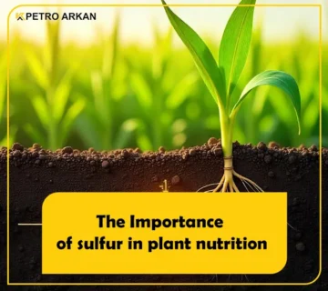 The Importance of sulfur in plant nutrition