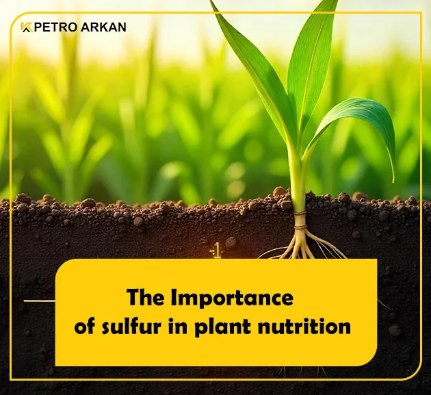 The Importance of sulfur in plant nutrition