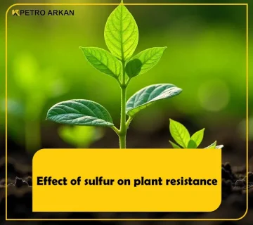 effect of sulfur on plant resistance
